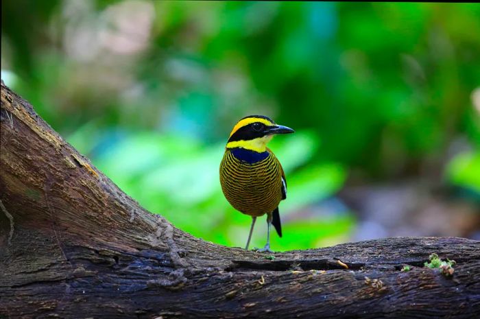 A Javan Banded Pitta (Pitta guajana) perched on a branch in West Bali National Park.