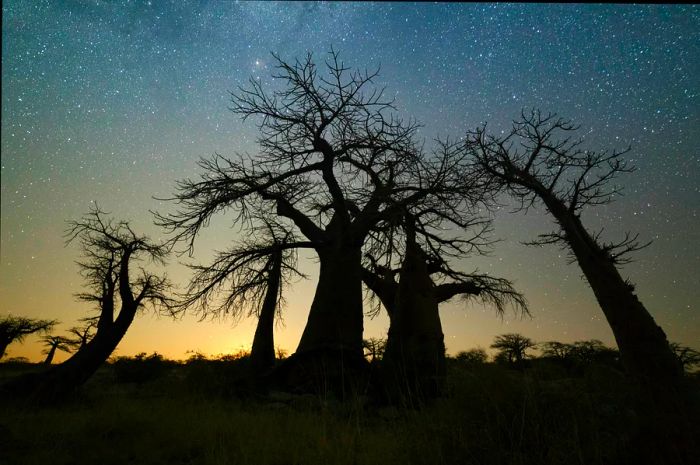 Baobab trees cast against the night sky, illuminated by countless stars in Botswana, Africa