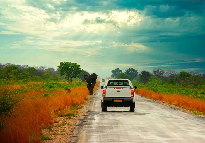 An elephant casually walking along the highway amidst the vehicles in Kasane, Botswana