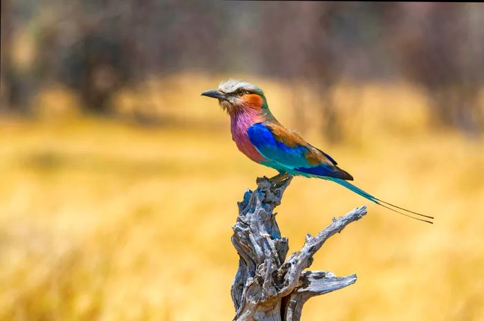 A vibrant lilac-breasted roller sits gracefully on a branch in the Okavango Delta, Botswana.