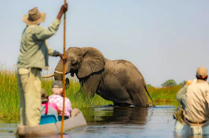 Visitors in mokoro canoes glide towards elephants wading in the Okavango Delta, Botswana, Africa