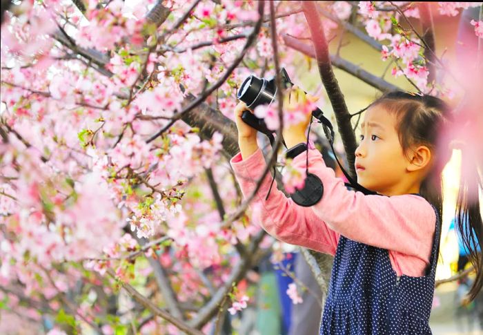 A cheerful Asian girl captures photos with a digital camera beneath cherry trees in Taiwan