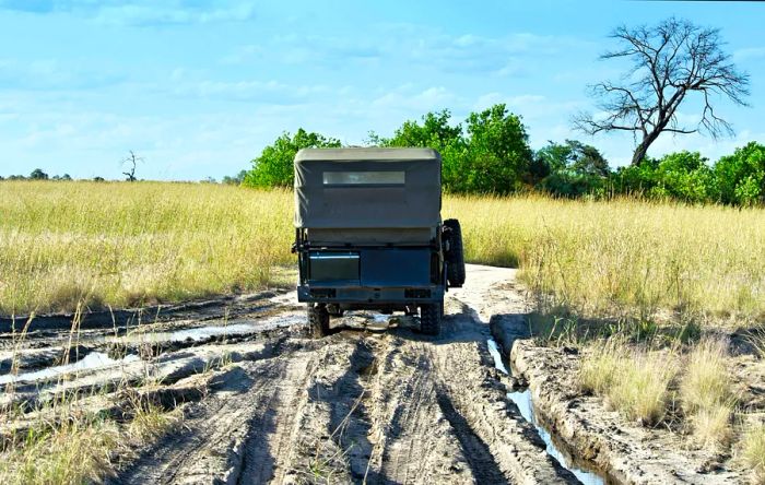 A view from the back of a four-wheel drive safari vehicle navigating a dirt road marked by tire tracks during a game drive in the Selinda Concession at the conclusion of the rainy season.