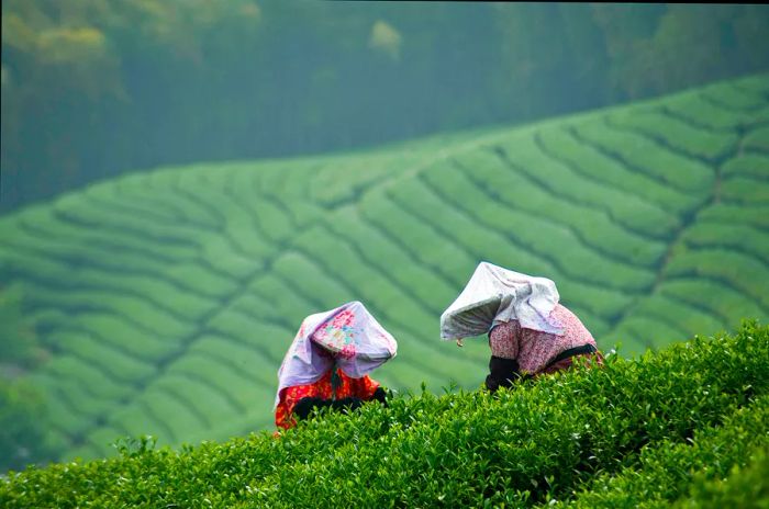 Tea pickers gathering leaves in Taiwan