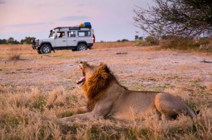 Tourists observe a male lion yawning at dusk in a safari truck at Moremi Game Reserve, Botswana, Africa