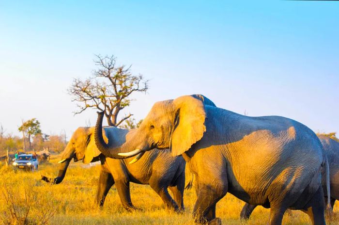 Wild elephants wander the Okavango Delta in Botswana while a tourist vehicle observes from a distance.