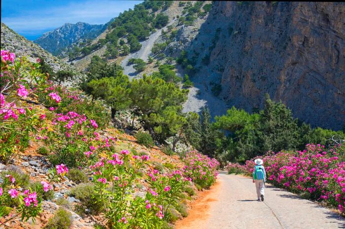 A hiker amidst vibrant pink oleander in the Samaria Gorge, Crete, Greece