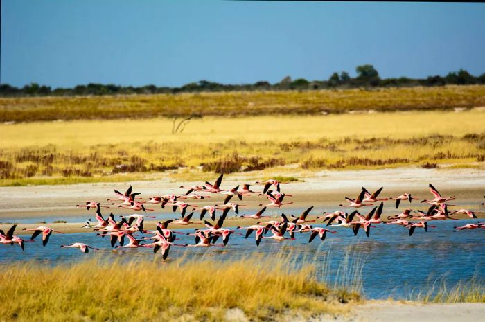 Flamingos soaring through the skies in Etosha National Park, Namibia.