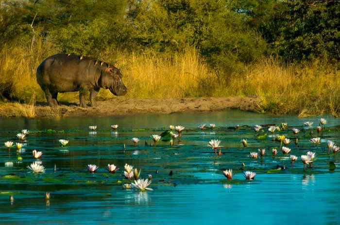 A hippopotamus stands on a riverbank with birds resting on its back, gazing at the river adorned with floating flowers.