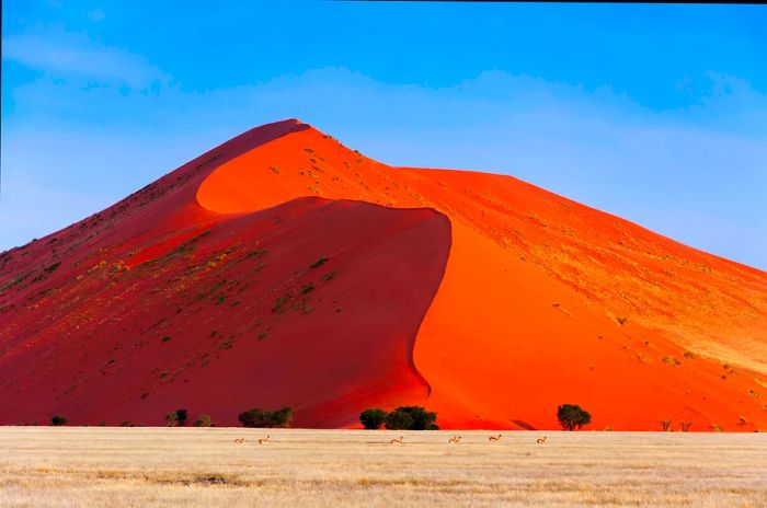 Springbok grazing in front of a red dune in Sossusvlei