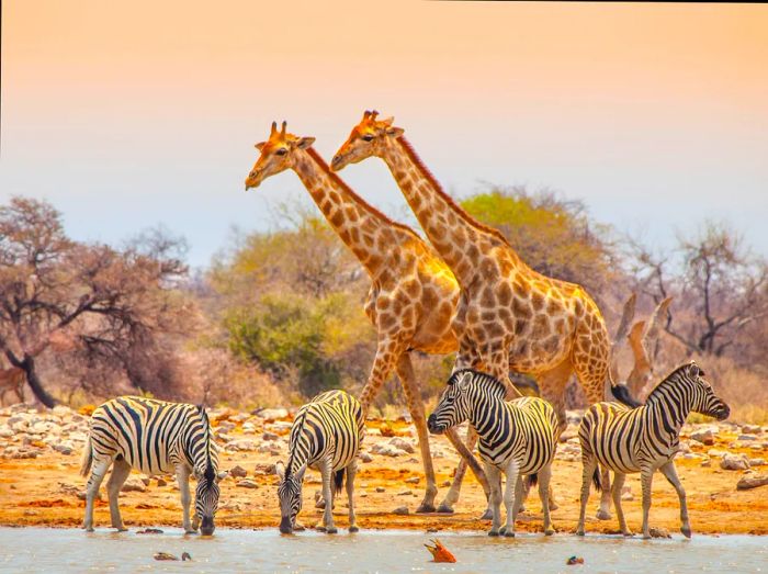 Giraffes and zebras gathered at a waterhole in Namibia