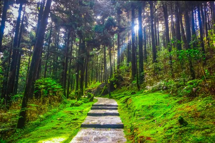 A winding path through moss-laden ground and towering trees, with sunlight filtering through the foliage