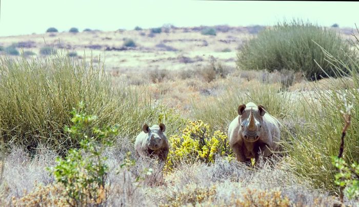 Two rhinos grazing in a grassy landscape