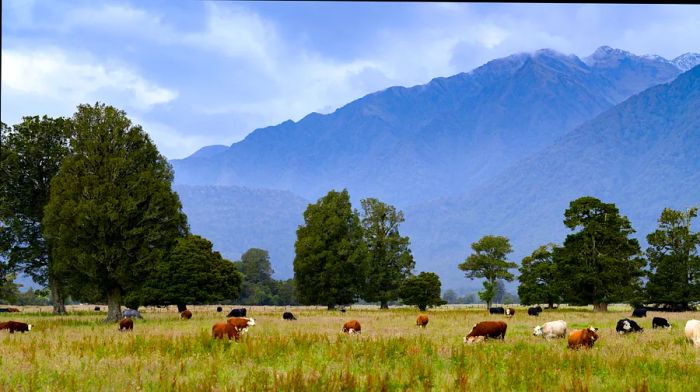 Cattle grazing in a field, Lake Matheson Walk, West Coast, South Island, New Zealand