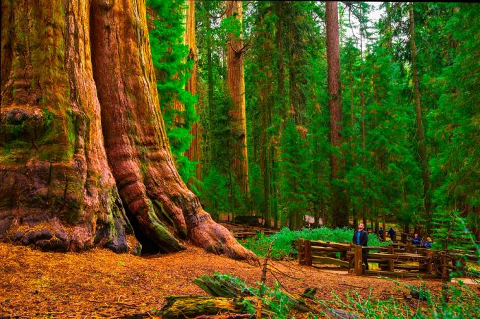 Visitors gather around the General Sherman Tree, Sequoia National Park, California, USA