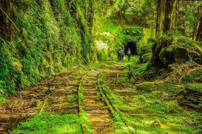 Hikers traverse a lush forest leading to an abandoned tunnel on the Mianyue Line Trail at Alishan Forest Railway, Alishan National Scenic Area