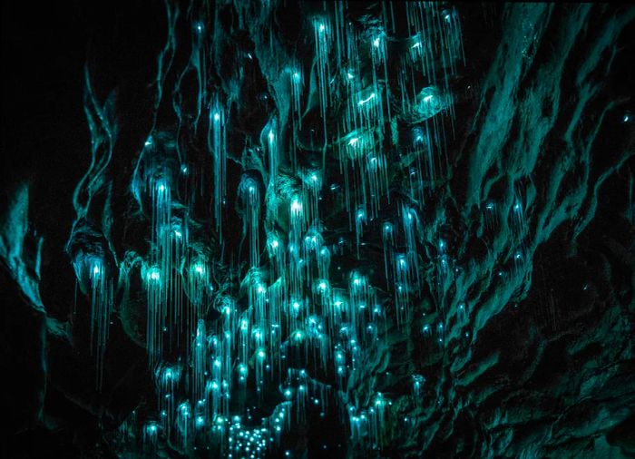 Glowing blue-green luminescent glowworms dangle from the dark cave ceilings, illuminating the Waitomo Glowworm Caves in Waikato, New Zealand