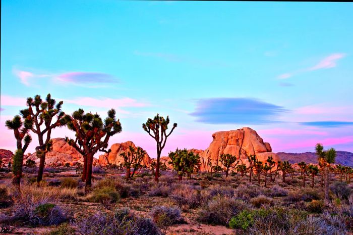 Sunset at Joshua Tree National Park, California