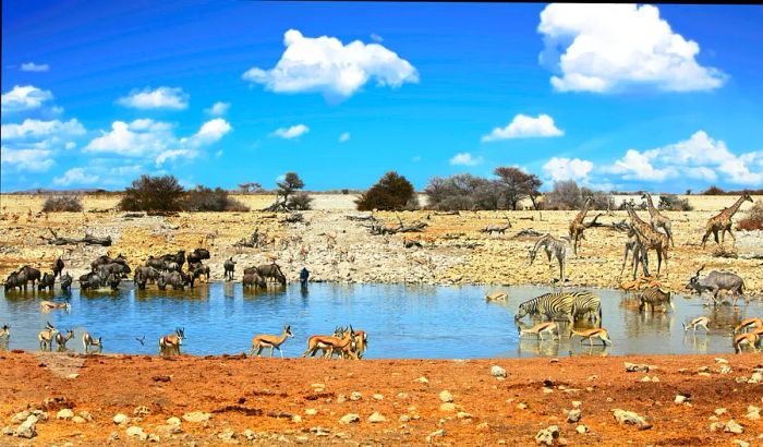 Various animals, including zebras, giraffes, buffalo, and deer, congregate around and stroll through a waterhole