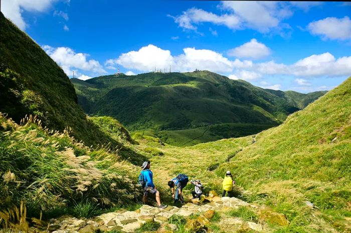 Each autumn, Yangming Mountain is adorned with blooming Miscanthus. This photograph was taken along the Xiaoyoukeng Trail.