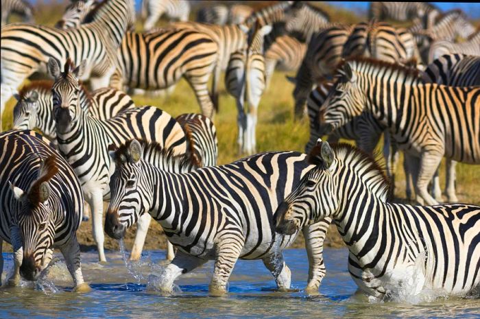 A group of black-and-white striped horse-like creatures wades through water together.