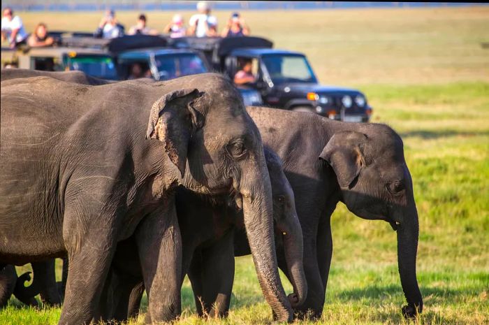 Tourists taking photos of elephants from vehicles in open grassland