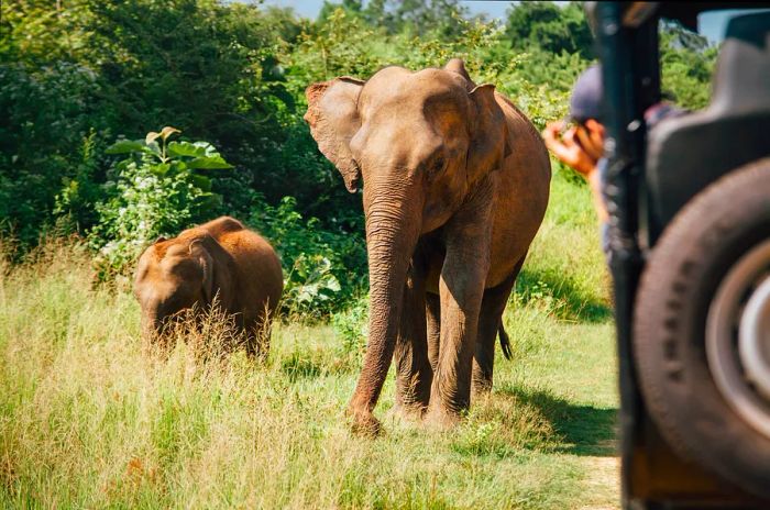 Safari-goers observe elephants from their vehicles in a national park.