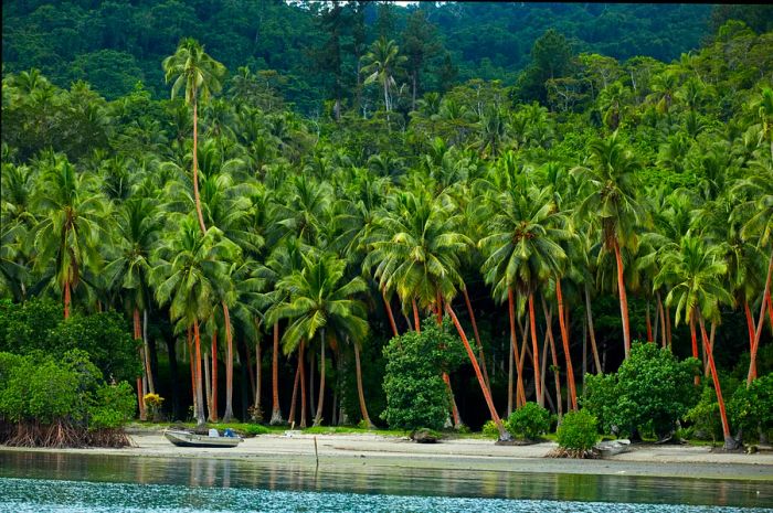 A picturesque palm-lined beach at Natuvu Bay, Savusavu, Fiji.