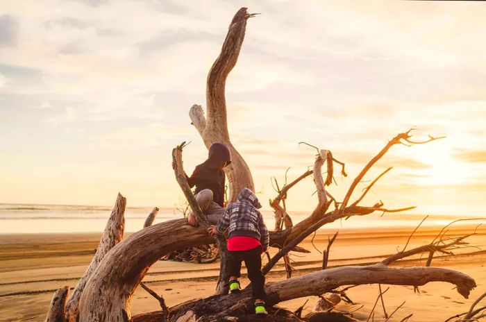 Two young boys climbing on a driftwood tree at Muriwai Beach, Auckland, New Zealand.