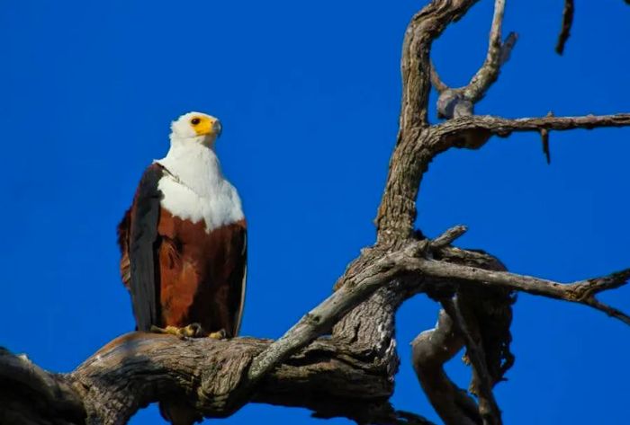 An eagle perches on a tree trunk in Chobe National Park, Botswana