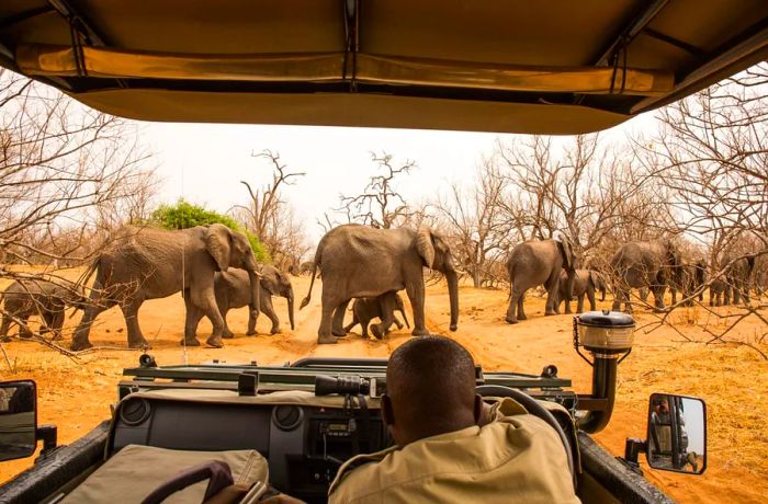 A driver stops to observe elephants crossing the road in a dusty national park.