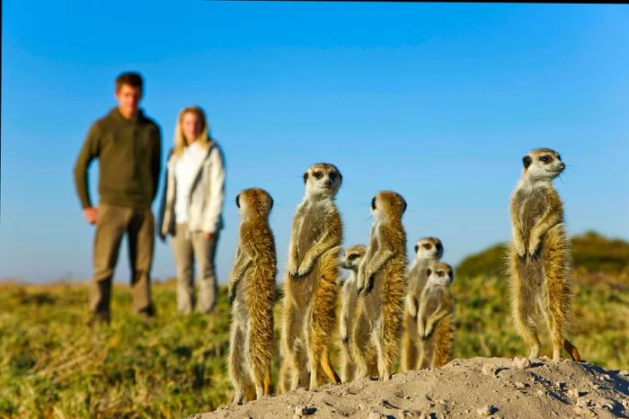 Visitors observe meerkats, agile rat-like creatures, as they stand on their hind legs to survey their surroundings.