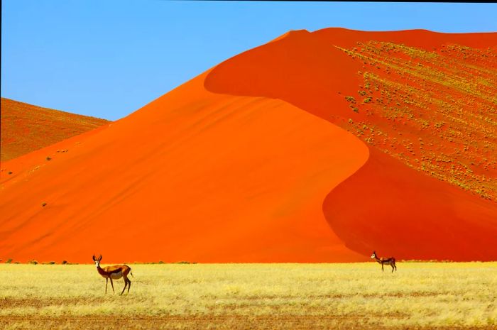 Springbok amidst the towering red sand dunes in Kgalagadi Transfrontier Park