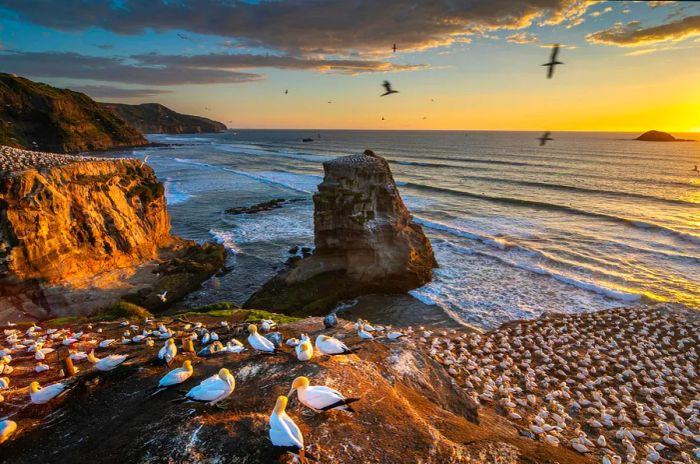 A breathtaking clifftop view at sunset, showcasing nesting gannets.