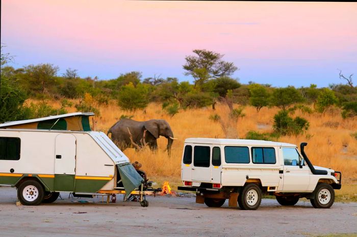 Camping at Botswana's Elephant Sands campsite guarantees incredible close-up views of elephants, perfect for any photographer's lens.