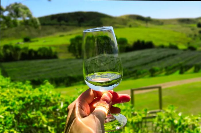 A person enjoying wine outdoors on Waiheke Island near Auckland