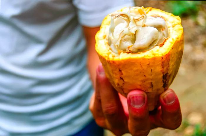 A cacao pod opened to reveal its beans, Guatemala