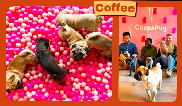 Author James Wong and his friends enjoy some fun with pugs at Cuppapug, a cafe themed around these adorable dogs in London.