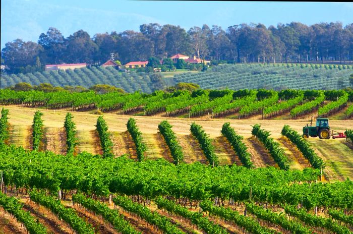 Vineyards in Hunter Valley, NSW