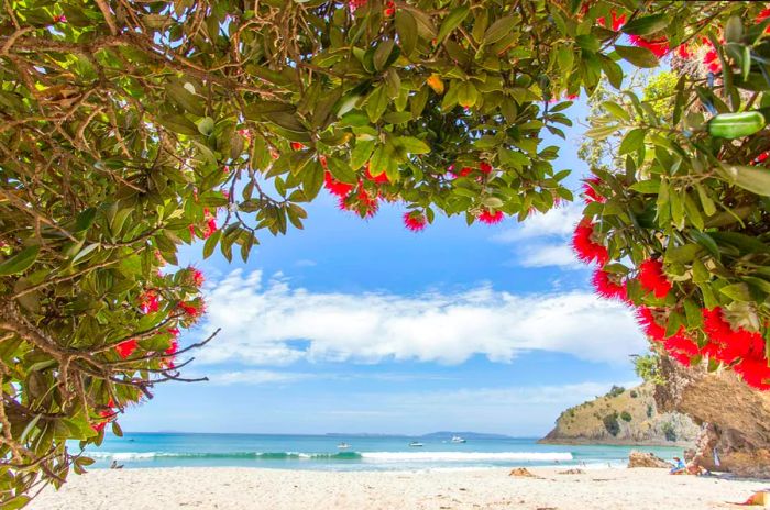 A stunning view of a sandy beach framed by vibrant red flowers