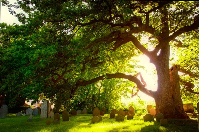 Sunlight filters through the branches of a tree in a cemetery.