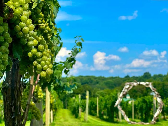 Image of grapes against a lush background at a vineyard in Brandywine Valley