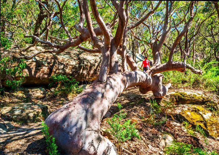 Gnarled and twisted Angophora costata trees in New South Wales, Australia, Central Coast