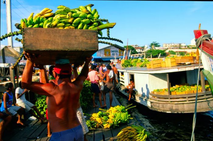 In Manaus, Amazonas, Brazil, locals are seen loading bananas onto boats.