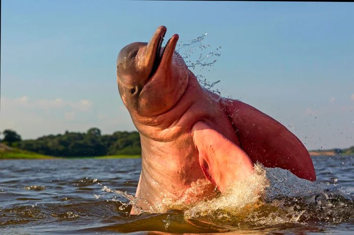 A pink dolphin surfaces in the waters of the Amazon near Manaus, Brazil