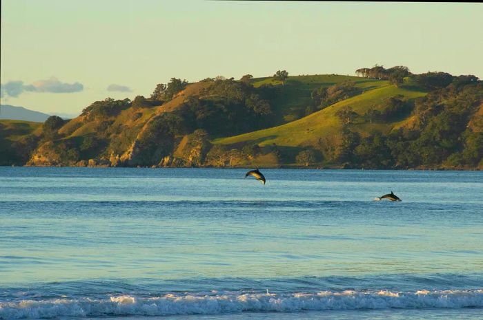 A porpoise leaps from the waters of Onetangi Beach.