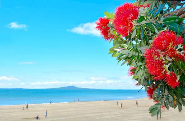 In December, the pōhutukawa trees burst into vibrant red blooms along Auckland's North Shore.