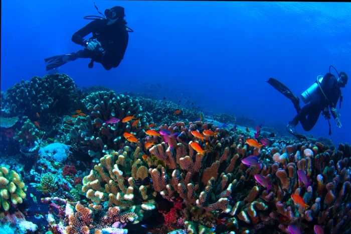 Divers exploring the vibrant coral formations of Fiji's Rainbow Reef. Shutterstock