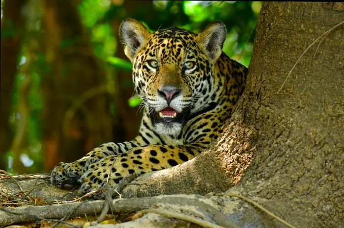 A jaguar in the Pantanal, Brazil