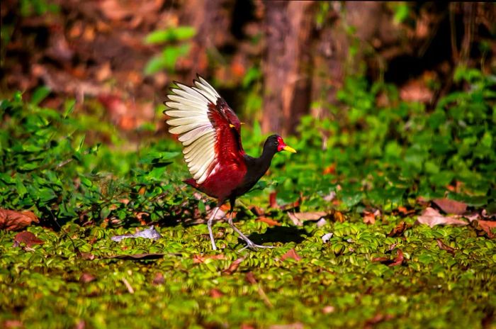 A wattled jacana unfurls its wings in the wetlands near Cariacica, Espírito Santo, Brazil.